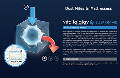 https://www-flobeds-com.exactdn.com/wp-content/uploads/2018/08/Dust-Mites-Vita-Talalay.jpg?lossy=1&w=1400&ssl=1