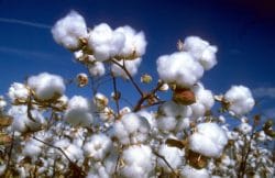 CottonOpen-Boll organic cotton