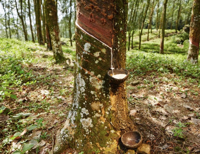 natural latex made from the milk of the rubber tree