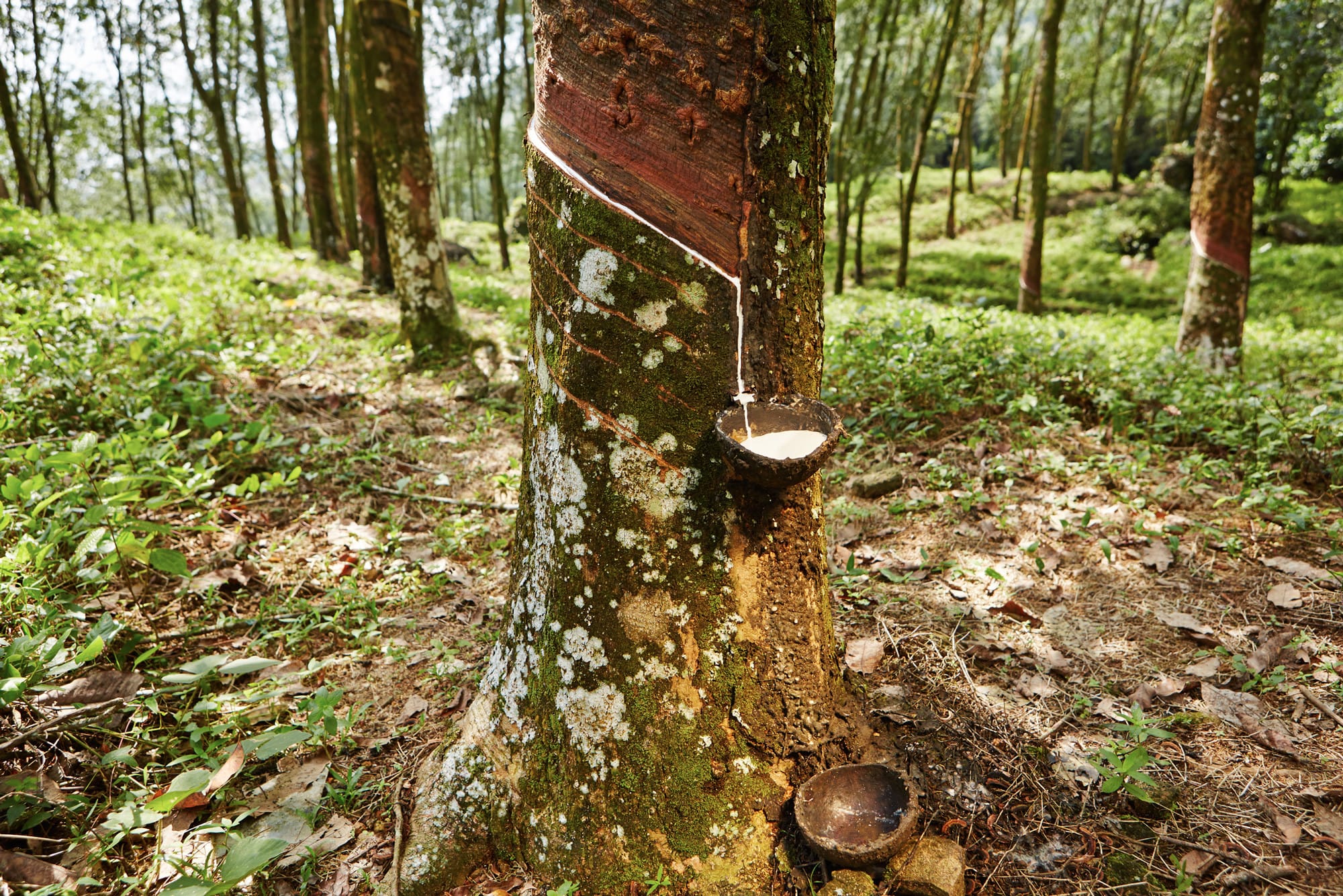 Natural Milk of the Rubber Tree