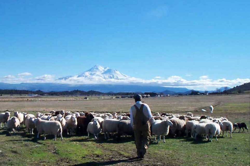 ShastaWool-963x641 Organic Wool