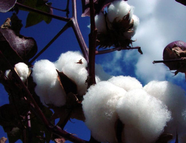 natural cotton