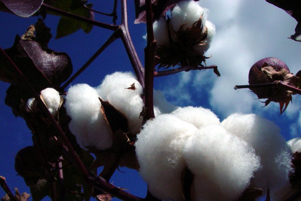 natural cotton