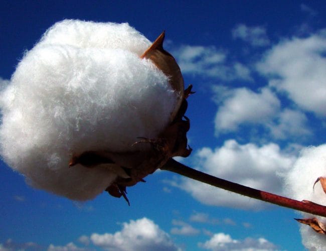 cotton-boll-alone
