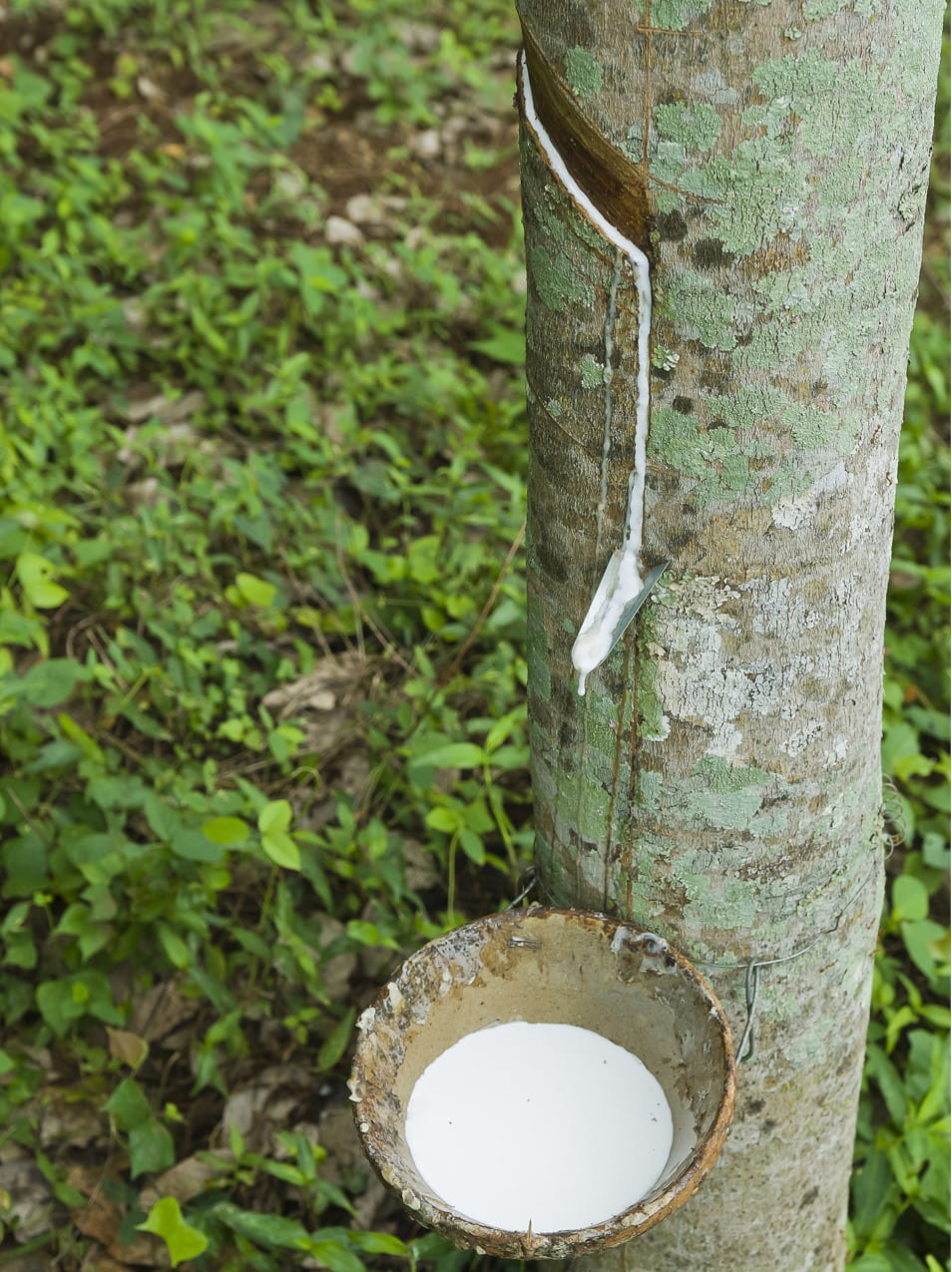 Rubber Trees: How Your Latex Mattress Is Made - Natural Sustainable