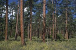 FSC Certified Ponderosa Pine from Collinswood