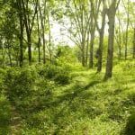 natural rubber plantation