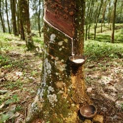 Milk foaming from Latex Talalay Tree