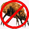 no dustmites