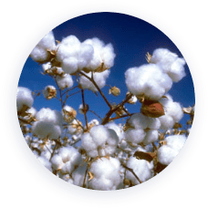 cotton plants