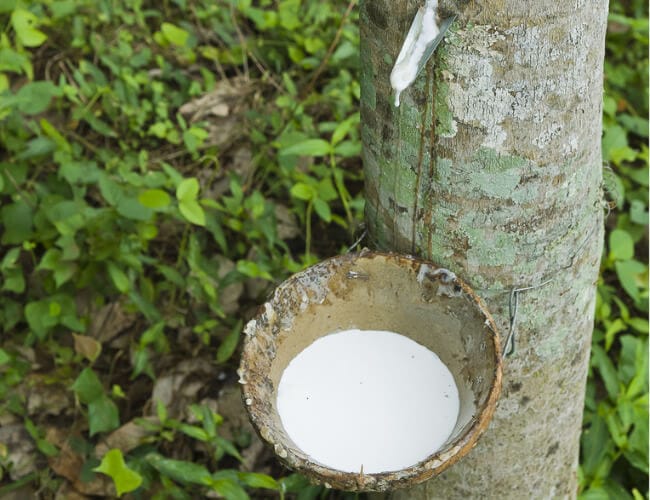 Harvesting Raw Latex collecting raw natural latex for Talalay Mattress